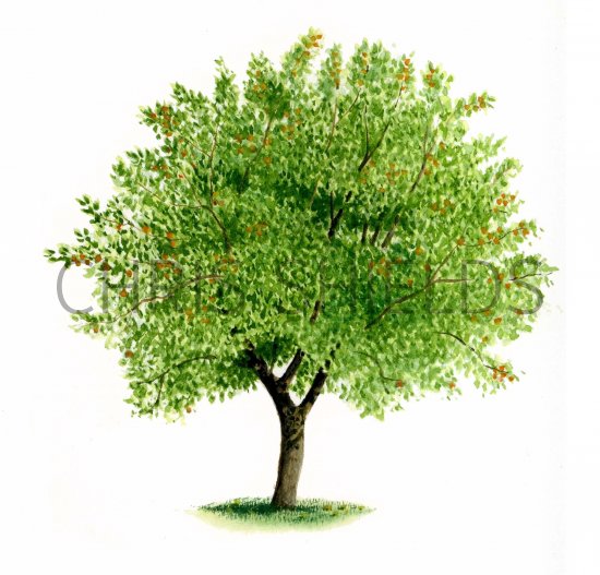 Crab Apple B002 Illustration Botanical Illustrations by Chris Shields