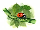 Seven-spot Ladybird (Coccinella 7-punctata) IN004