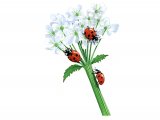 Seven-spot Ladybird (Coccinella 7-punctata) IN005