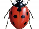 Seven-spot Ladybird (Coccinella 7-punctata) IN002