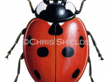 Seven-spot Ladybird (Coccinella 7-punctata) IN002