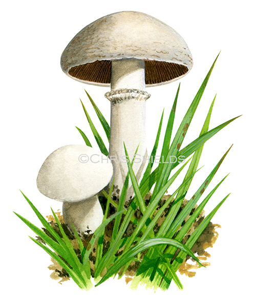 Agaricus bisporus FU0281