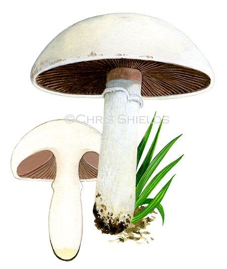 Agaricus campestris FU0285