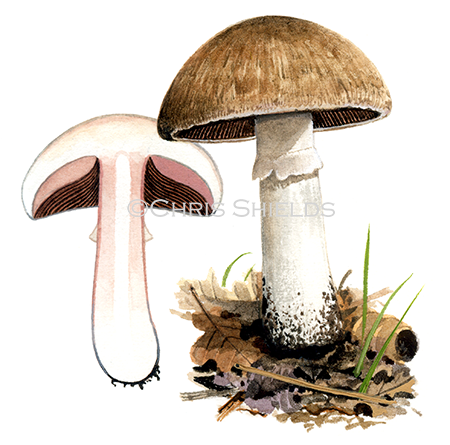 Agaricus fuscofibrillosus FU0291