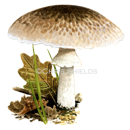 Agaricus impudicus FU0293