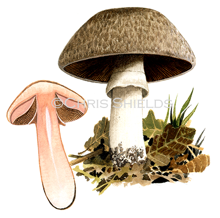 Agaricus langei (Scaly Wood Mushroom) FU0294