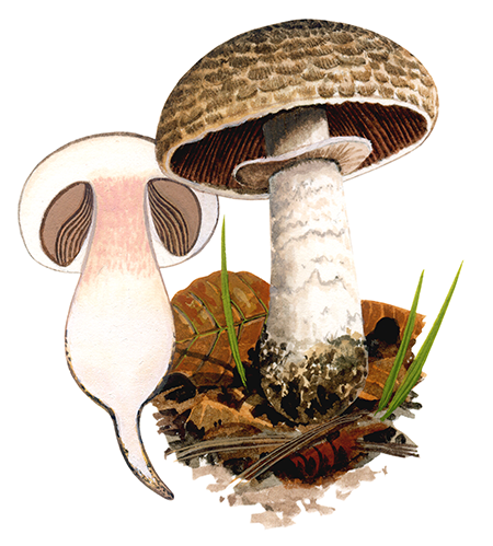 Agaricus lanipes FU0295