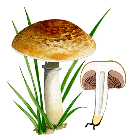 Agaricus lutosus FU0297