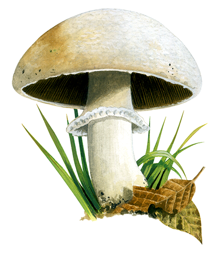 Agaricus macrocarpus FU0298