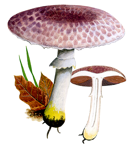 Agaricus porphyrizon (Lilac Mushroom) FU0300