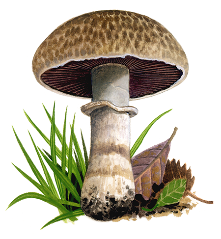 Agaricus pseudovillaticus FU0302