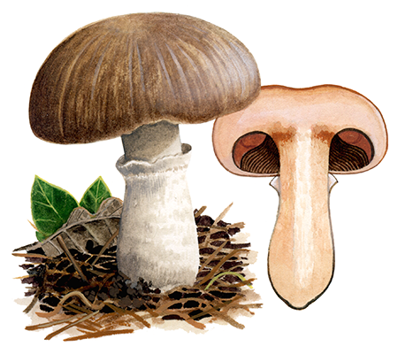 Agaricus subfloccosus FU0304