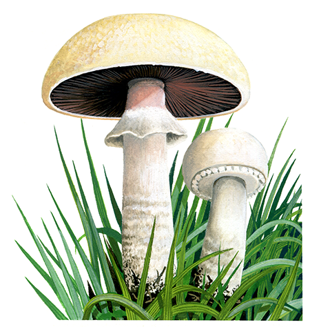 Agaricus urinascens var. excellens FU0306