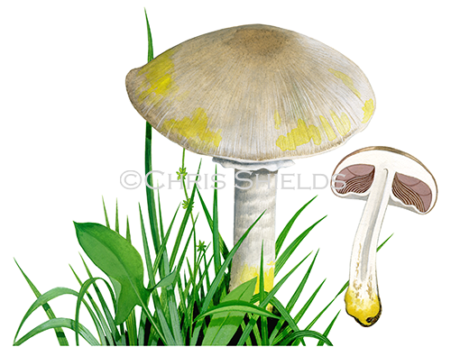 Agaricus xanthodermus (Yellow Stainer) FU0308