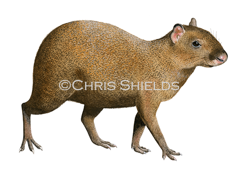 Agouti (Dasyprocta punctata) M0010.png