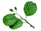 Alder Leaves (Alnus-glutinosus) BT002