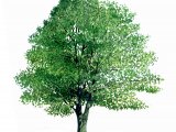 Alder Tree (Alnus glutinosus) BT003