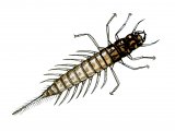 IN003 - Alderfly Larva (Sialis lutraria)