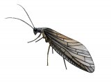 IN002 - Alderfly (Sialis lutraria)