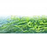Algae (Green Gut Weed) enteromorpha intestinalis BT093