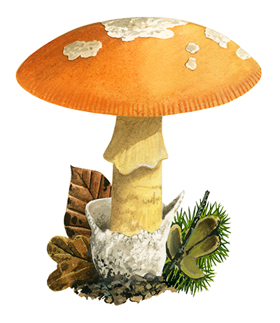 Amanita caesarea (Caesar