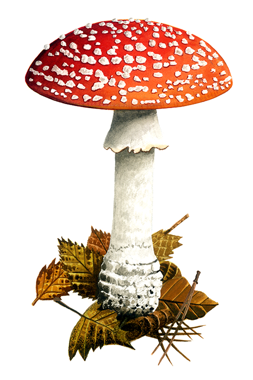 Amanita muscaria (Fly Agaric) FU062