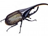Beetle (American Hercules) Dynastes hercules IN001 