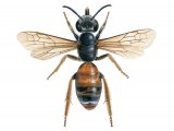 Bee (Mining) Andrena hattorfiana IN005