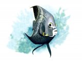 F002 - Angelfish (Pomacanthus paru)