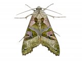 Angle Shades Moth (Phlogophora meticulosa) IN001