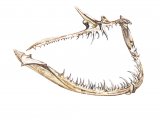 F005 - Angler Fish jaw (Lophius piscatorius)