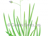 Annual bluegrass (Poa annua) BT0336