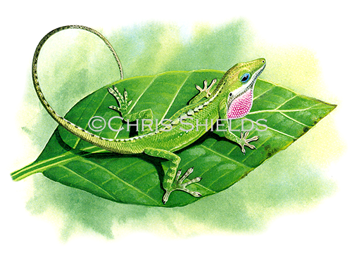 Anole Lizard (Anolis carolinensis) R001