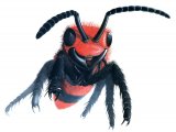IH014 - Ant (Velvet) Dasymutilla occidentalis