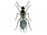 IH010 - Ant (wood) (Queen) Formica rufa