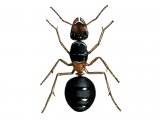 IH008 - Ant (wood) (male) Formica rufa