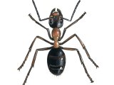 IH009 - Ant (wood) (male) Formica rufa