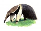 Anteater (giant) Myrmecophaga tridactyla M002