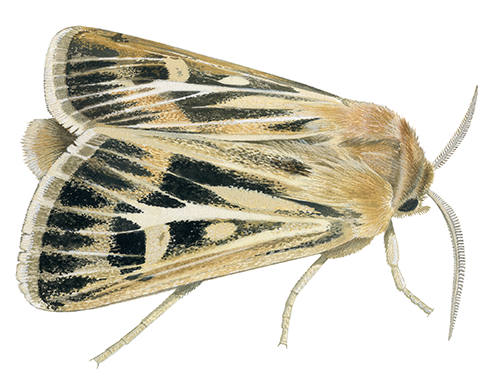 Antler Moth (Cerapteryx graminis) IN001