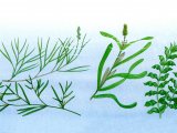Aquatic Plants - Pondweeds BT0115