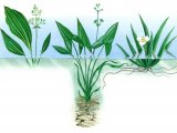 Aquatic Plants - Water Plantain (Alisma plantago) Arrpwhead (Sagittaria sagittifolia) BT0117
