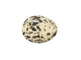 Arctic Tern egg (Sterna paradisaea) BD0169