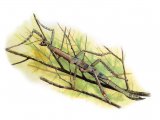 IN151 - Asian Giant Stick Insect (Pharnacia serratipes)