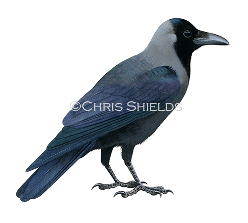 Asian House Crow (Corvus splendens) BD0606