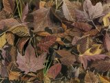 Autumn Leaves BT012