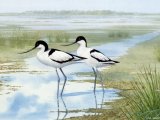 Avocet (Recurvirostra avosetta) BD0245