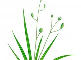 Awlwort (Subularis aquatica) BT0156