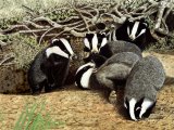 Badger (Meles meles) M003