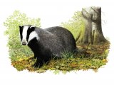 Badger (Meles meles) M007