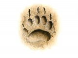Badger (Meles meles) Footprint M002